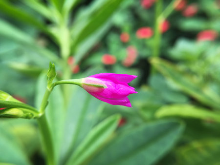 close up Talinum paniculatum flower in nature gardenの写真素材