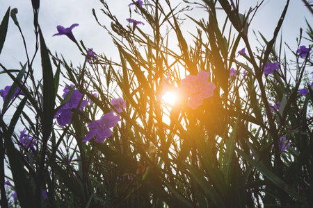 ruellia tuberosa plant in nature gardenの写真素材