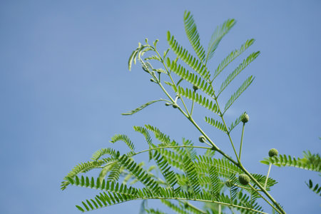 fresh green leucaena glauca plant in nature gardenの写真素材