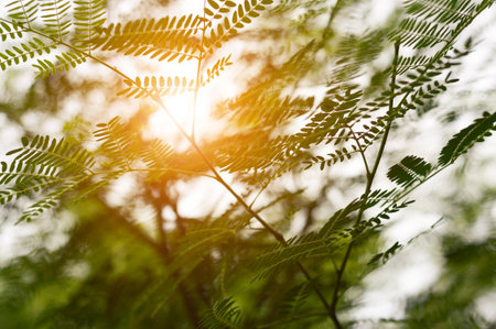 Leucaena leucocephala plant in nature gardenの写真素材