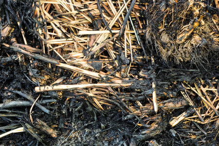 dirty lemongrass leaves after burning on the groundの写真素材
