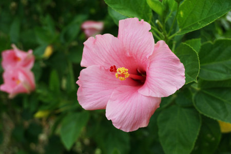 pink Hibiscus syriacus flower in nature gardenの写真素材