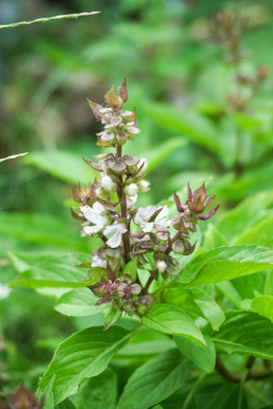 fresh ocimum basilicum plant in nature gardenの写真素材