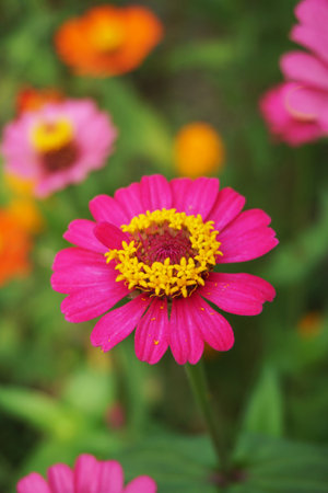 pink zinnia elegans flower in nature gardenの写真素材