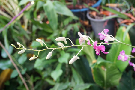 beautiful orchid flower in nature gardenの写真素材