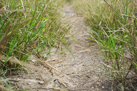 dry soil and green grass in nature gardenの写真素材