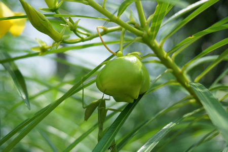 fresh Thevetia peruviana fruit in nature gardenの写真素材