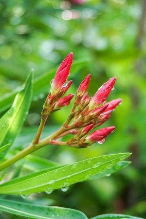 Nerium oleander flower in nature gardenの写真素材