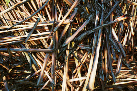 dirty lemongrass leaves after burning on the ground