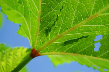 fresh green okra leaf in nature gardenの写真素材
