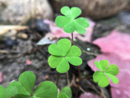 Fresh green Marsilea crenata plant on the ground