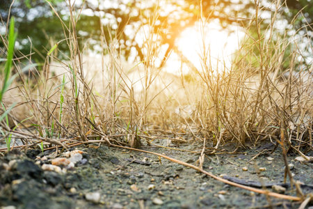 dry grass in nature gardenの写真素材