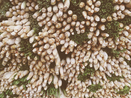 fresh green lemon grass in nature gardenの写真素材