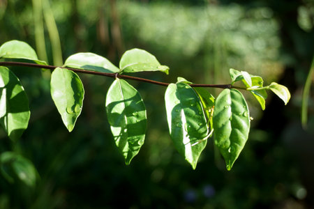Wrightia religiosa leaves in nature gardenの写真素材