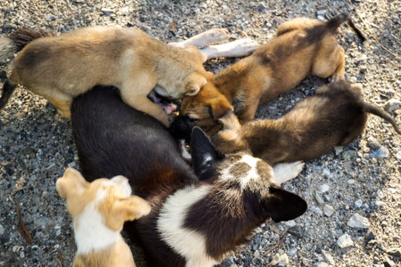 some little dogs are drinking from motherの写真素材