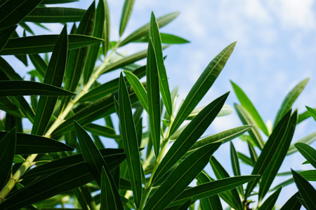 fresh green Nerium oleander tree in nature gardenの写真素材