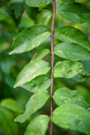 close up Wrightia religiosa tree in nature gardenの写真素材
