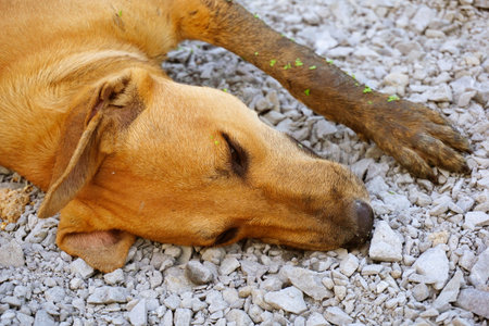 cute brown dog sleep on stone floorの写真素材