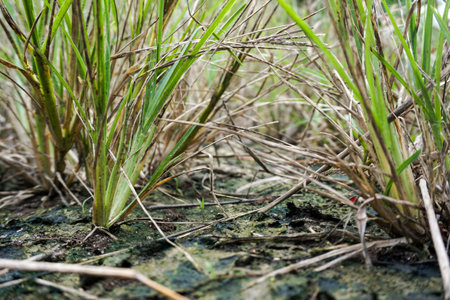 fresh green grass on the ground in nature gardenの写真素材
