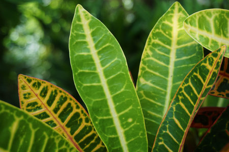 fresh green Codiaeum variegatium leaves in nature gardenの写真素材