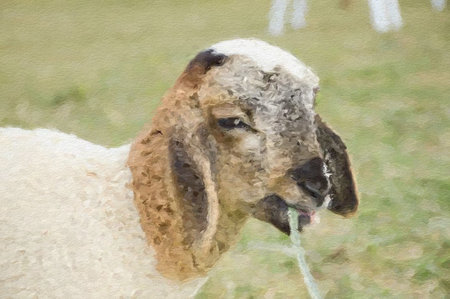 art cute sheep illustrationの写真素材