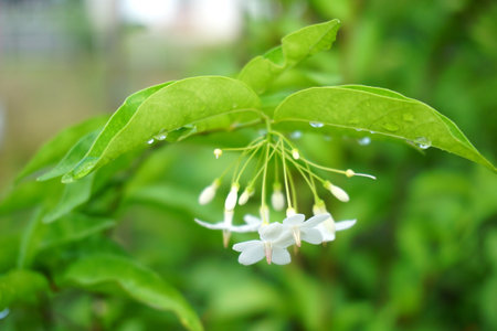 Close up white Wrightia religiosa flower in nature garden