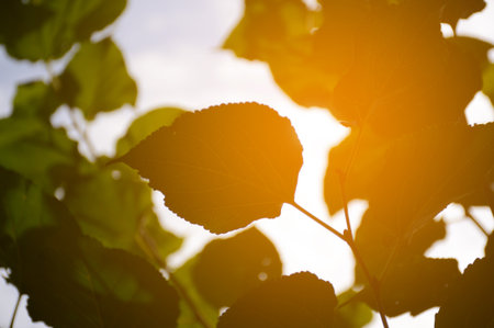 Mulberry leaves and sunlight in nature gardenの写真素材