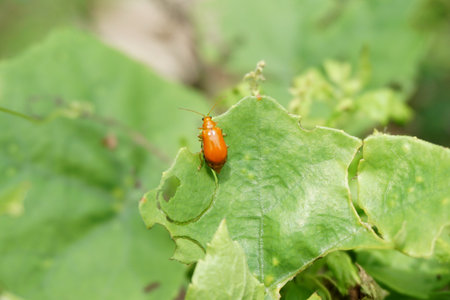 Close up small ladybug on green leaf
