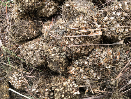 dry lemongrass root on the ground