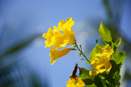 yellow Tecoma stans flower in nature gardenの写真素材