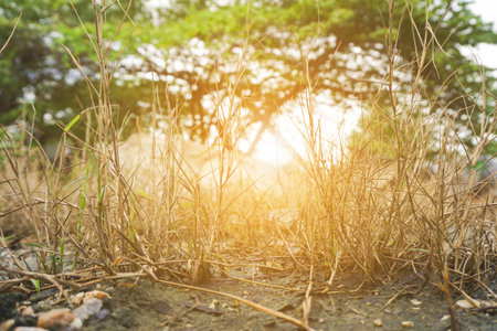 Dry grass in nature gardenの写真素材