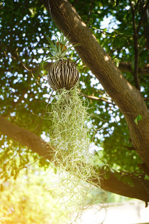 Tillansia usenoides plant in nature gardenの写真素材