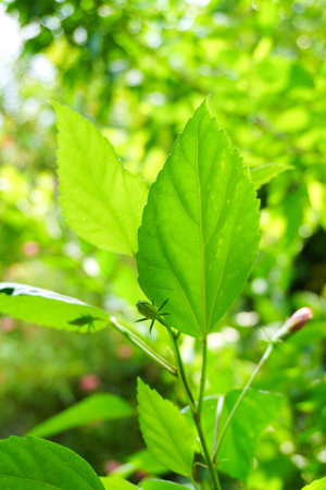 close up fresh green Hibiscus syriacus leaf in nature gardenの写真素材