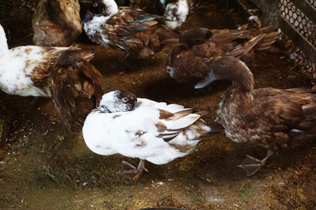 duck in country farmの写真素材