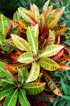 close up Codiaeum variegatium plant in nature gardenの写真素材