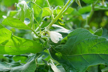 White eggplant flower in nature gardenの写真素材