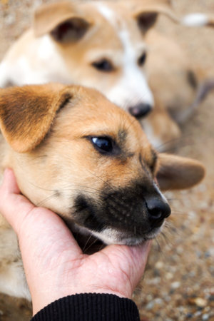 Play with a baby dogの写真素材