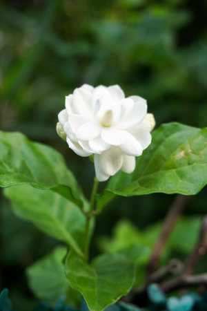 Jasmine flower in nature gardenの写真素材