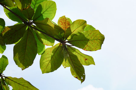 Terminalia catappa leaves in nature gardenの写真素材