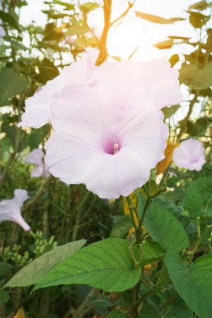 Bush Morning Glory flower in nature garden
