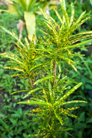 Yellow codiaeum variegatium plant in nature garden