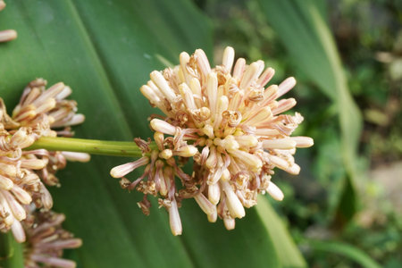Dracaena fragrans flower in nature gardenの写真素材