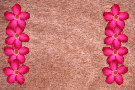 pink impala lily flower on wooden backgroundの写真素材