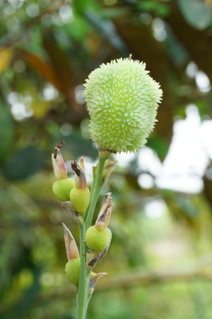 bud Canna indica seeds in nature garden