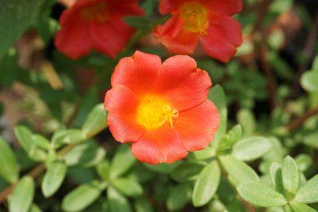 portulaca oleracea flower in nature gardenの写真素材