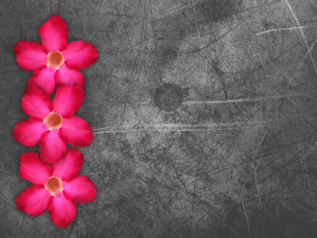 pink impala lily flower on grunge background