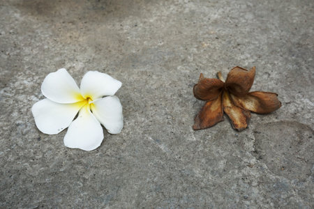 plumeria flower on cement floorの写真素材