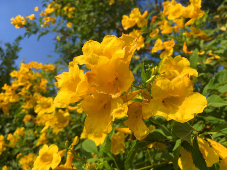 yellow Tecoma stans flower in nature garden flower in nature garden