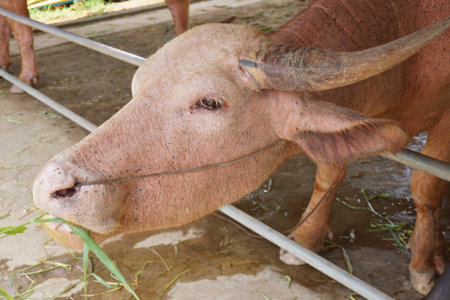 albino buffalo in country farmの写真素材