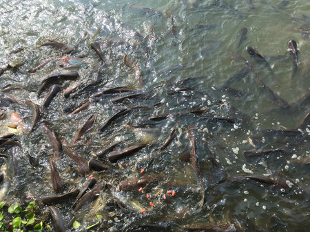 feeding food to fish in country farm